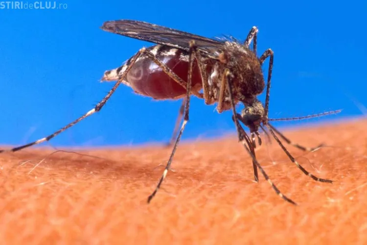 Caz confirmat de infectare cu virusul West Nile la Cluj
