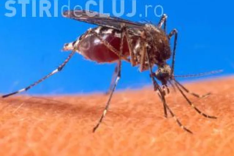 Peste 2.000 de aparate electrice impotriva tantarilor au fost retrase din magazinele clujene