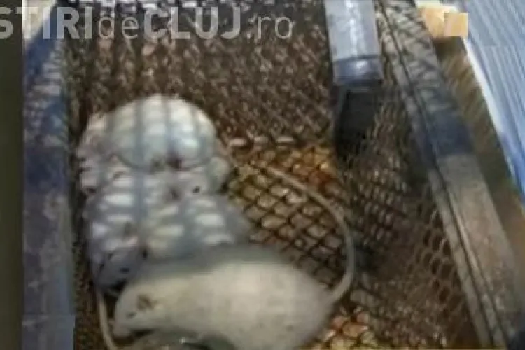 Salina Turda are efect terapeutic! Specialistii au demonstrat acest lucru pe soricei imbolnaviti intentionat