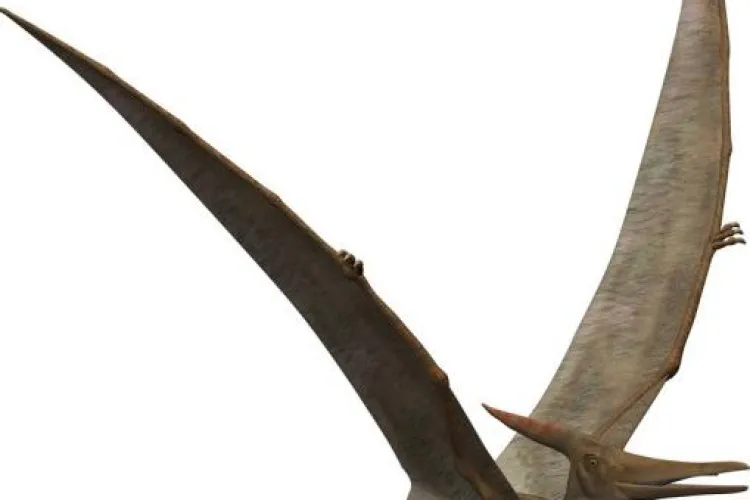 Cel mai mare Pterosaur din lume, cu o anvergura a aripilor de 16 metri, a fost descoperit in Romania, de un cercetator clujean