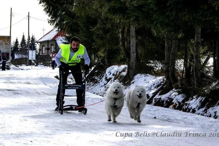 Cele mai frumoase imagini de la Cupa Beliș de sănii trase de câini - FOTO