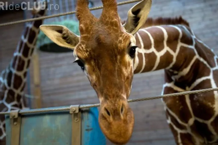 CRUZIME! Girafa Marius a fost împușcată în cap și dată la lei în fața unor copii