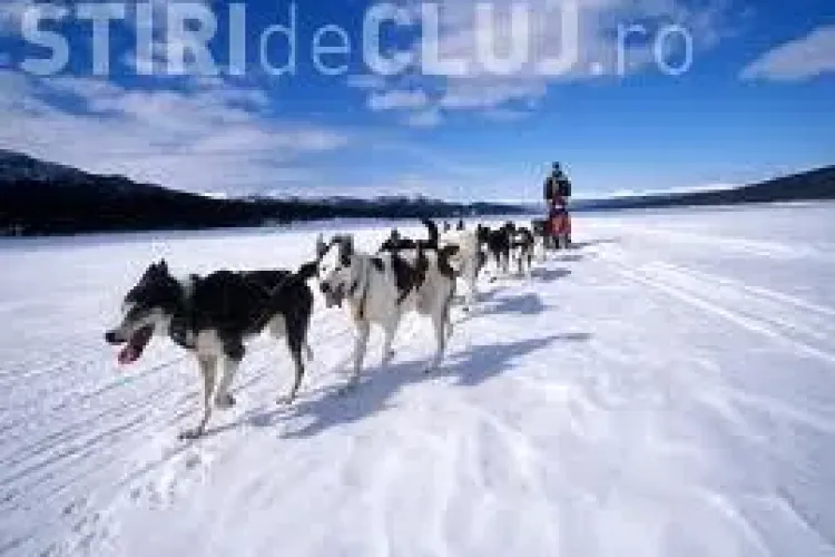 Curse de sănii trase de câini la Cluj. Treisprezece concurenți s-au înscris la prima ediție a Cupei Beliș