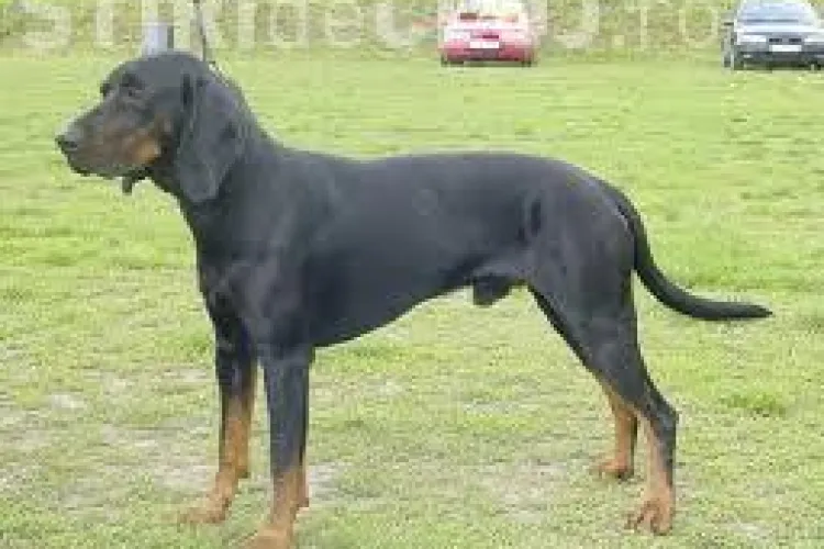 Copoiul ardelenesc, singura rasă de vânătoare românească, ar putea dispărea