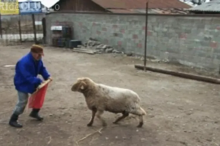Un român a inventat corida cu berbeci - VIDEO