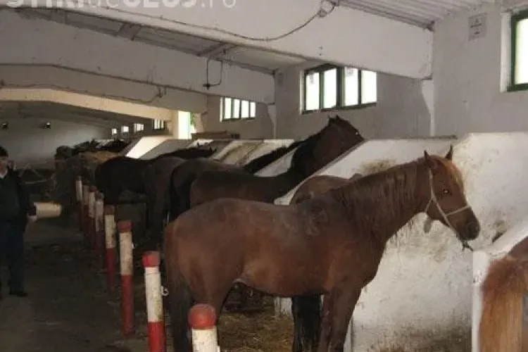 Herghelia care se construieşte din Apahida şi interesele ascunse ale primarului Grigore Fati