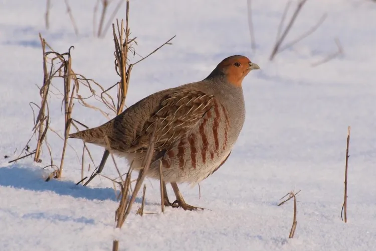 Un clujean s-a ales cu dosar penal pentru că a împușcat o potârniche acum două luni