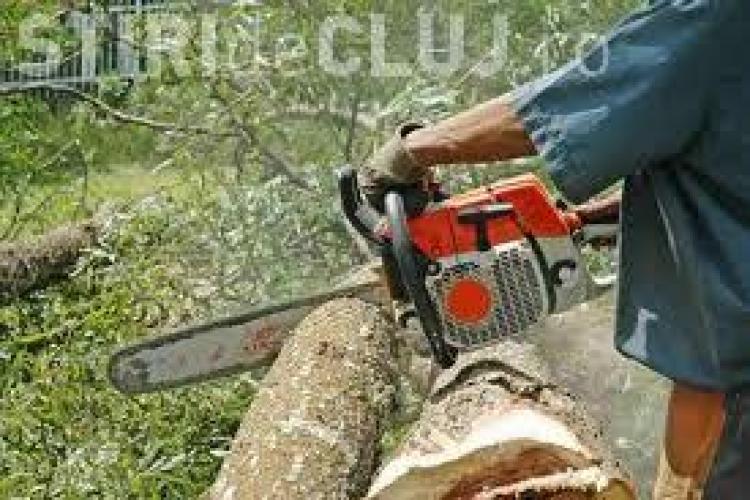 Clujeni prinși la furat de copaci. Au tăiat ilegal peste 35 de arbori