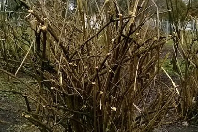 Clujeni revoltați din cauza defrișărilor din parcul Detunata: ”De ce se defriseaza in mod atat de barbar si masiv?” FOTO