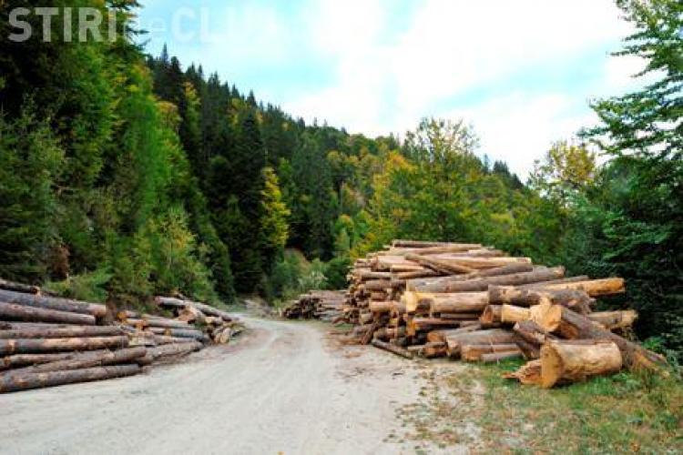 Harvard îşi vinde pădurile din România după un scandal de corupție