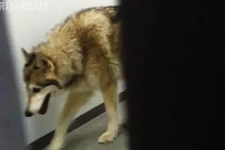 SOCI 2014: Un lup se plimba prin hotelul sportivelor