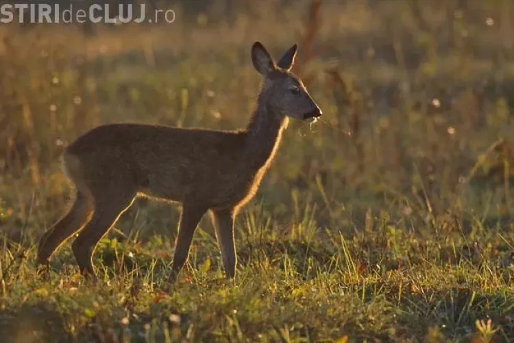 Un clujean s-a trezit cu o căprioară în curte. Animalul era bolnav