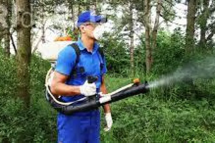 Primăria efectuează prima etapă de deratizare a domeniului public. Ce trebuie să faci dacă ești afectat de substanța folosită