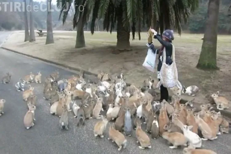 CLIPUL ZILEI: Cea mai ”pufoasă” insulă din lume. Vezi cum arată Insula Iepurilor din Japonia VIDEO