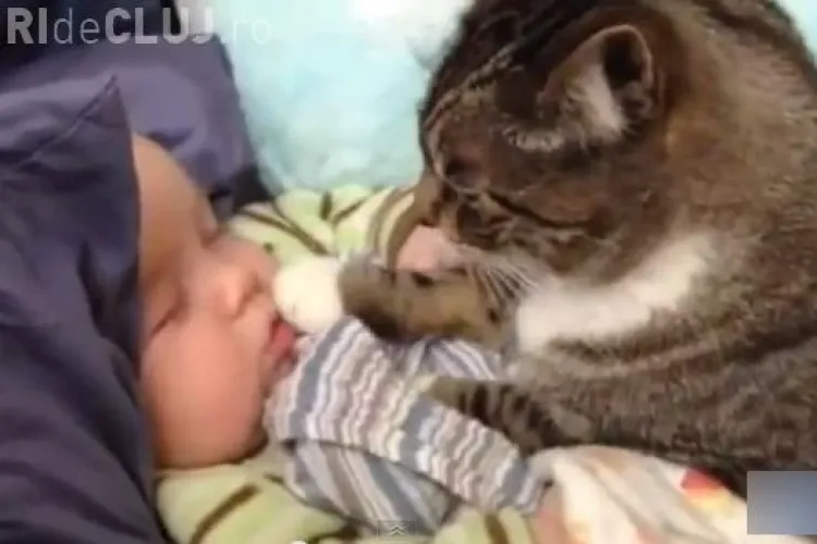 Pisici adorabile lângă BEBELUȘI - Imagini care te vor emoționa - VIDEO