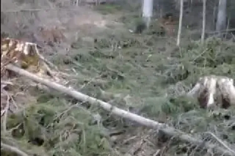 La Beliș se taie pădurile ”fără număr”! Un localnic a filmat dezastrul, sătul de MAFIA PĂDURARILOR - VIDEO