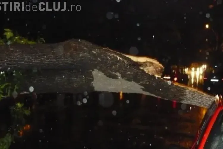Copac prăbușit pe strada Baba Novac, în centrul Clujului