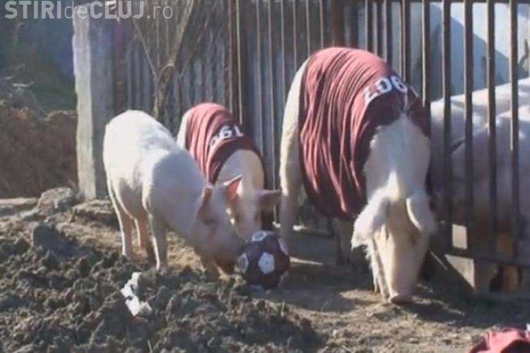 CFR Cluj, batjocorită înainte de meciul cu U Cluj. Porcii de fermă ”îmbrăcați” cu tricouri vișinii - VIDEO