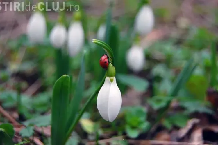 CFR Cluj - Steaua! Femeile au acces gratuit la meci
