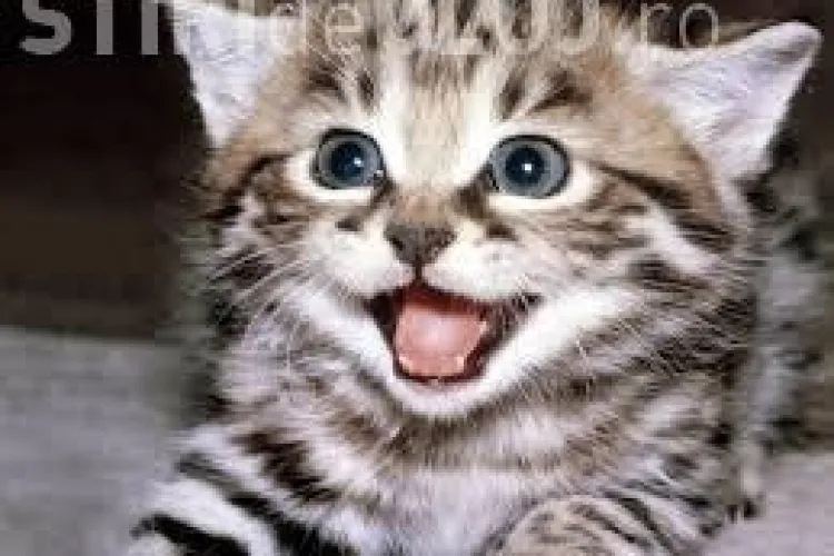 Ai pisică? Vezi cum te poți lua o boală extrem de gravă