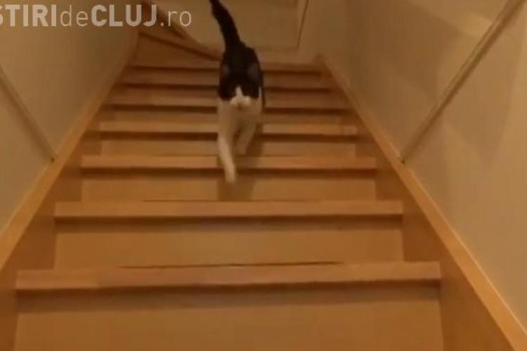 Această pisică se comportă ca un câine când vine stăpânul ei acasă - VIDEO