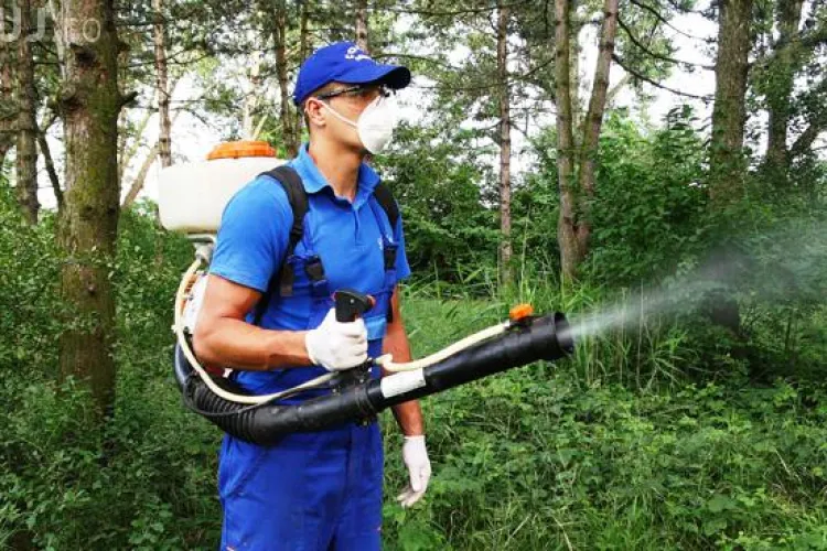 Deratizare pe domeniile publice în Cluj. Vezi când se pulverizează insecticidul
