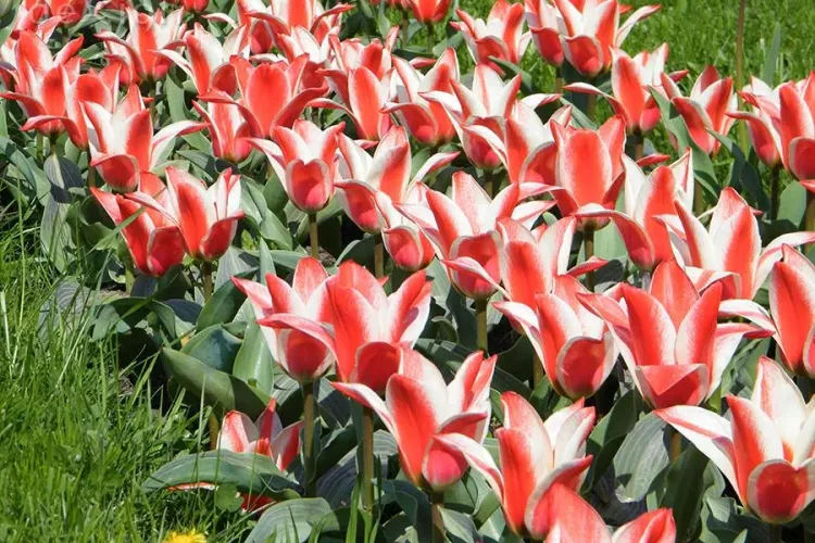 Se DESCHIDE sezonul lalelelor la Grădina Botanică