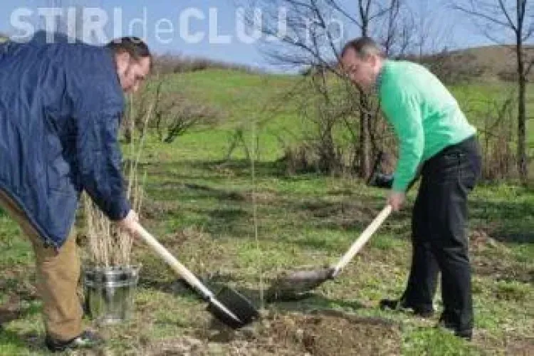 Primăria începe plantările de copaci pe Bulevardul Muncii