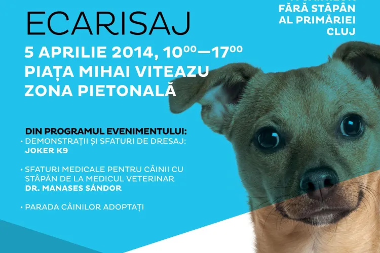 Cățeii fără adăpost dați spre adopție în Piața Mihai Viteazu