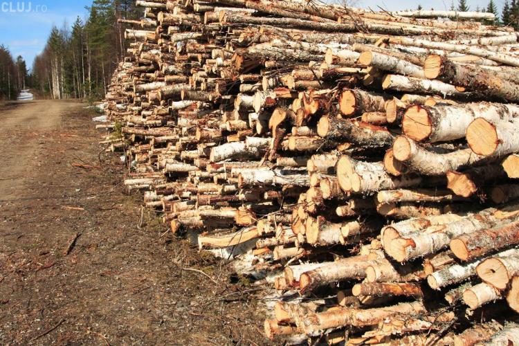 Captură de zile mari la Cluj. Aproape 1.000 de m.c. de material lemnos confiscate de la o companie