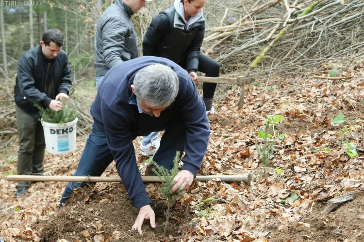 Uioreanu și liberalii din Huedin au împădurit 3 hectare în Călațele - FOTO
