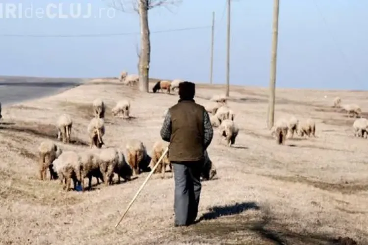 Cioban bătut de doi clujeni pentru că a mers cu oile pe pășunea lor