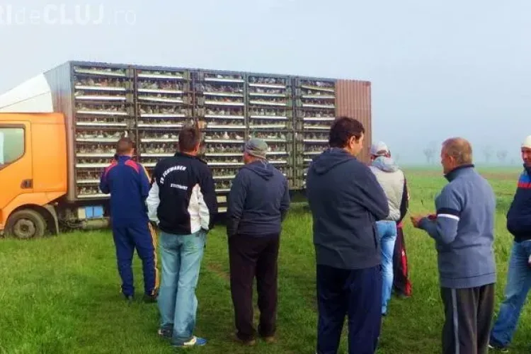 9.000 de porumbei eliberați simultan la Iclod! Imagini speciale - VIDEO