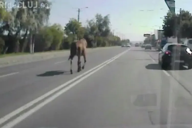 Un CAL se plimba pe Aurel Vlaicu, printre mașini! Imagini TRĂZNITE și AMUZANTE - VIDEO