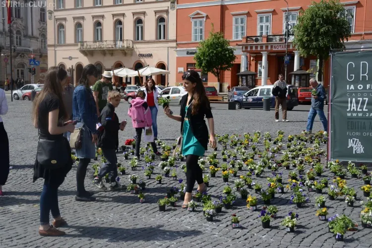 O mie de ghivece cu panseluțe, oferite gratuit clujenilor în Piața Unirii - FOTO
