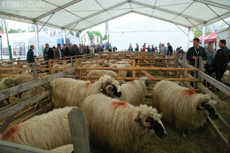 Agraria 2014. La Cluj au venit chinezii după oile românești, iar trendul exporturilor e pozitiv  - FOTO