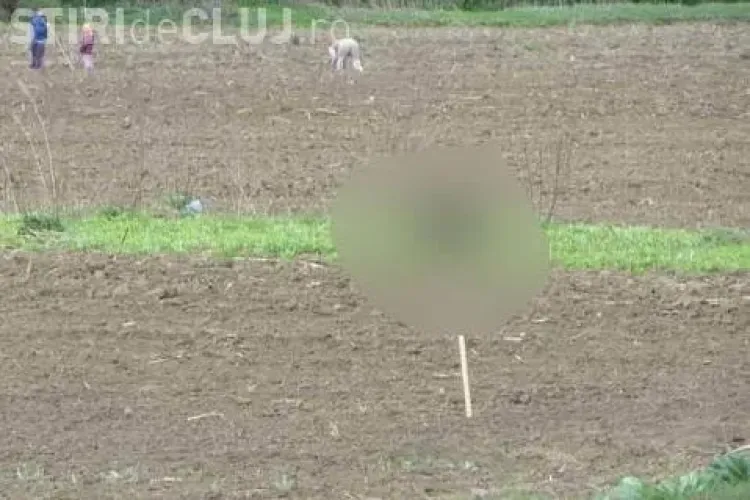 Nebun de legat! Ce sperietoare de ciori a inventat gherlean - VIDEO