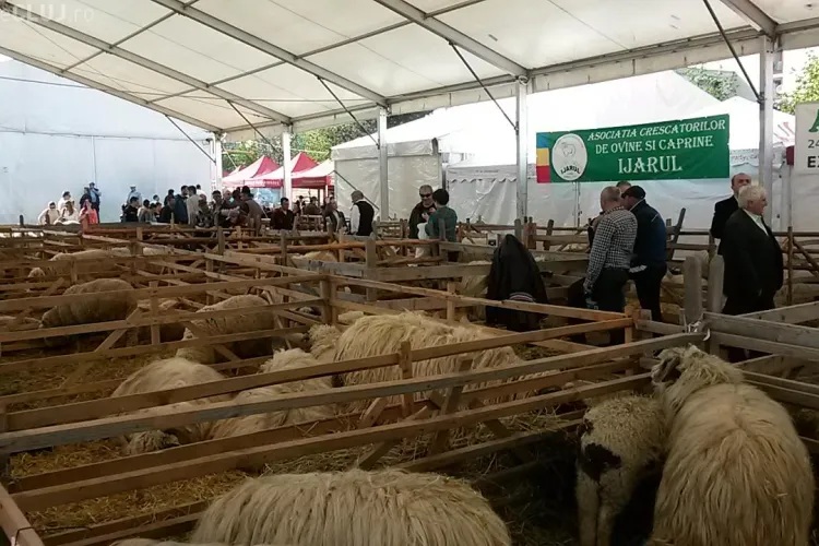 Chirurgul Toma Mugea premiat la Ziua Fermierului de la Cluj: Oile sunt mai rentabile ca operațiile estetice