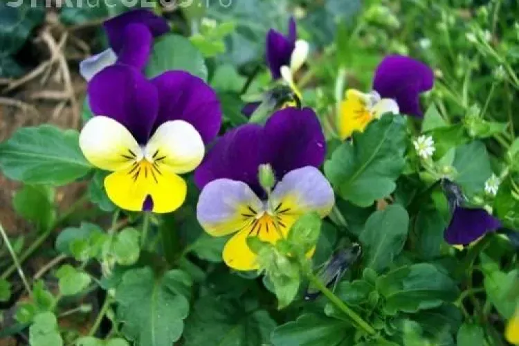 Panseluțele deteriorate din Piața Avram Iancu din Cluj vor fi înlocuite cu lavandă și garofițe 