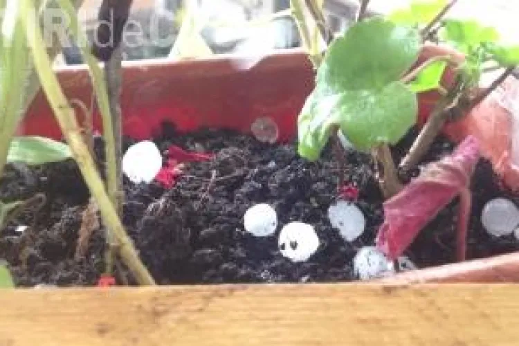 Grindină în Mărăști în timpul Codului Galben de ploi! Cum va fi vremea în a doua parte a zilei - VIDEO