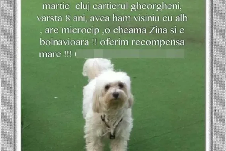 A furat un câine din Gheorgheni și l-a returnat cu taxiul. Ce i-a scris proprietarei? 
