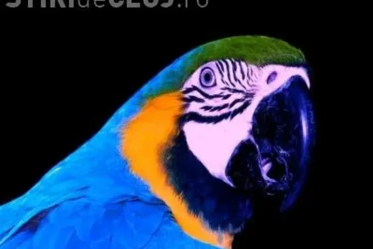 Femeie cercetată de polițiști după ce a vândut un papagal pe internet