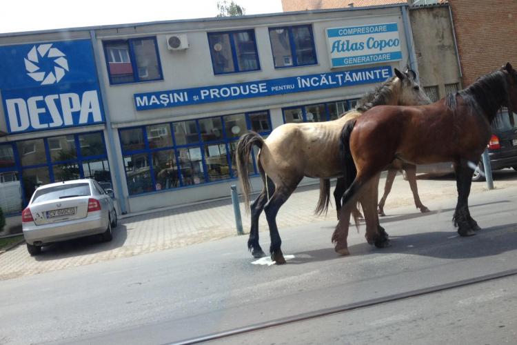 Cai surprinși cum se plimbă nestingheriți și își fac nevoie pe străzile Clujului: ”E inadmisibil!” FOTO