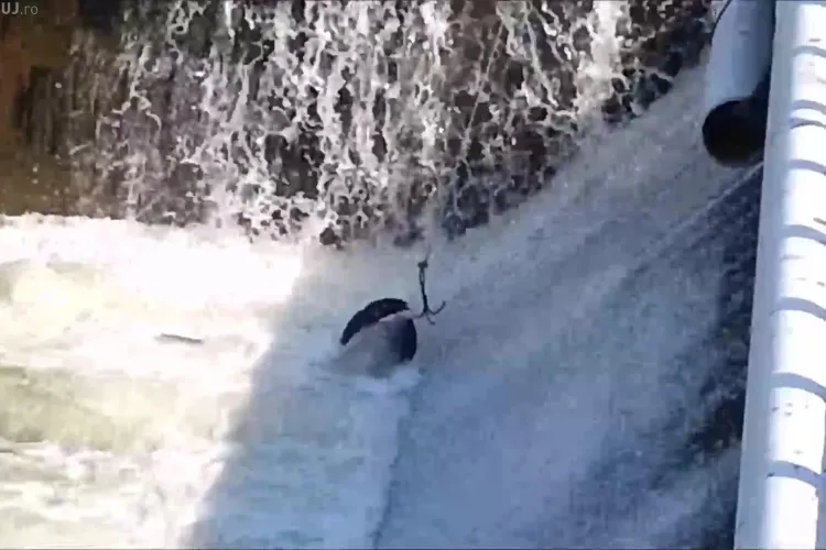 Pompierii au scos un porc mort din Someș, de lângă plaja din cartierul Grigorescu - VIDEO