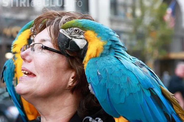 Cele mai neobișnuite obiecte uitate de turiști în hotelurile din România. Un client a uitat un papagal