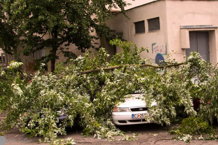 Cluj - Un copac a căzut peste mai multe mașini pe Calea Florești - FOTO