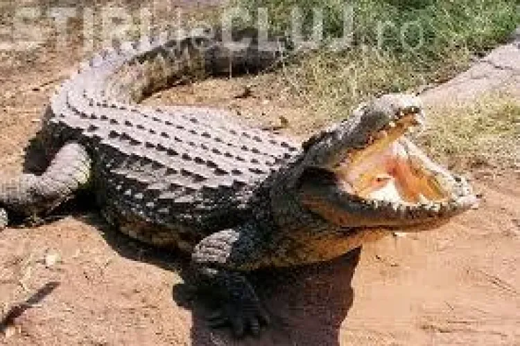 Un primar din Mexic s-a căsătorit cu un CROCODIL. Vezi cum arată ”mireasa” VIDEO