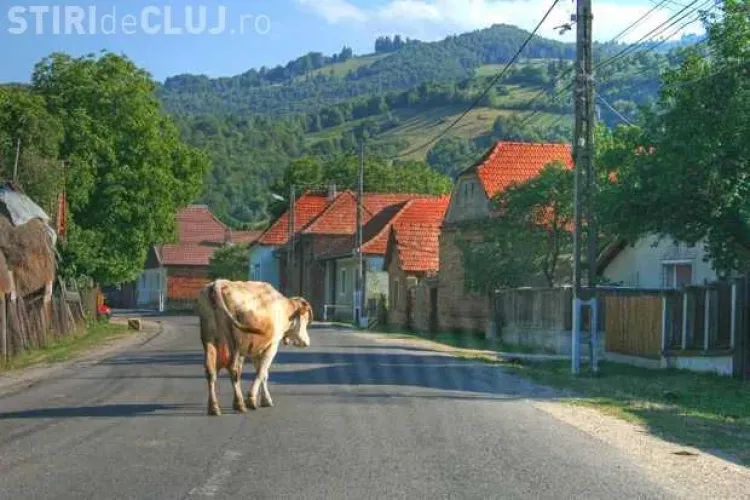 Accident cu o victimă la Căianu, după ce unui clujean i-a ieșit în cale o vacă