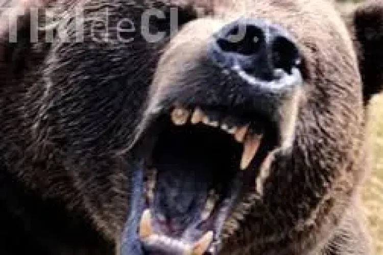 Femeie atacată de urs la Măguri–Răcătău. E in STARE GRAVĂ 