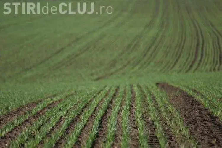 Clujean prins ”cu mâța în sac” de polițiști. Încasa ilegal subvenții de la Uniunea Europeană